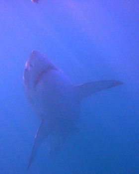 UNDER THE SURFACE