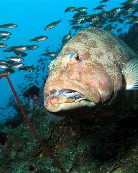 Coral Trout on the wreck of the Yongala Q.