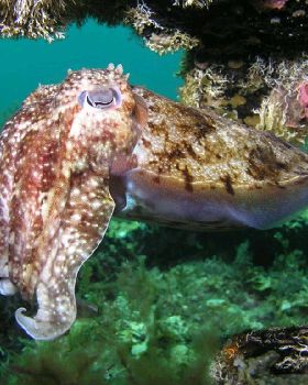Cuttlefish under the Busselton Jetty