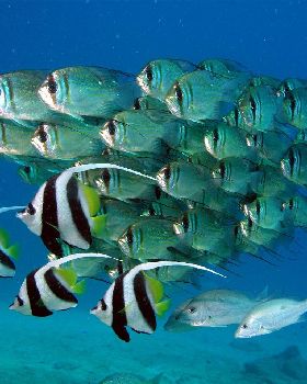 School of threadfin perch