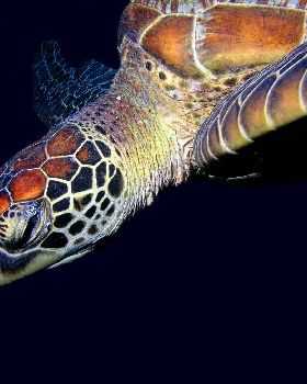 Turtle on the wreck of the Yongala