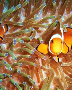 clownfish closeup