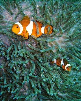 clownfish