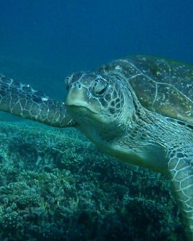 flinders reef brisbane