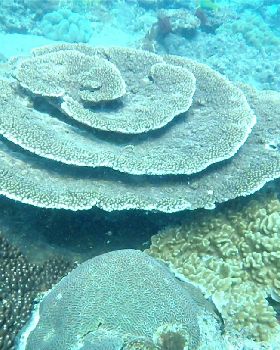 flinders reef brisbane