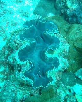 flinders reef brisbane