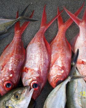 divings thriving,fishings,wishing....