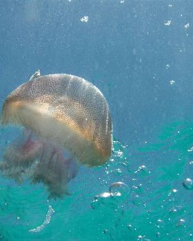 A lone jelly