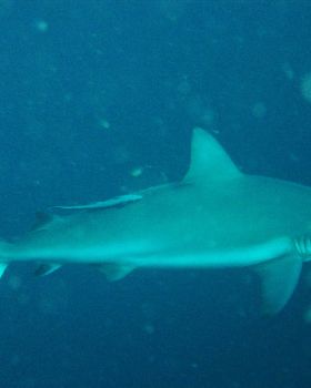 shark!!!!
