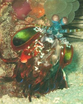 Cebbles sea lobster