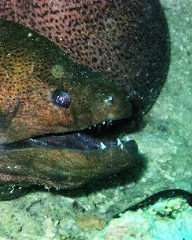 monster moray