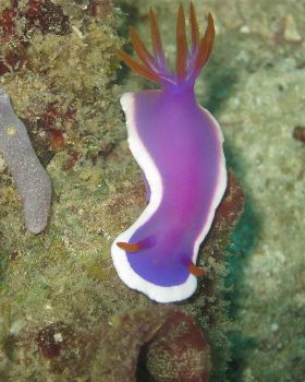 nudi2