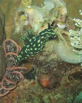 nudi