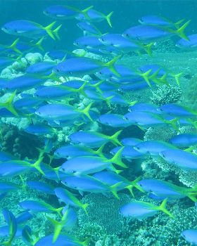 tropical fish