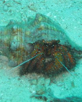 spider crab