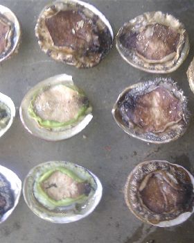 local foghters and abalone