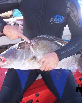 awseome dive just goes to show you how compassionate sharks will be they let me take it home