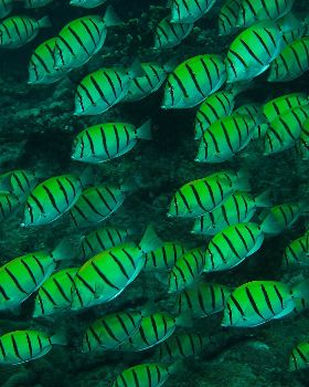 Convict Tangs