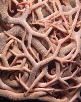 Basket Star