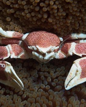 Crab