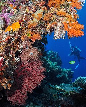 Diving