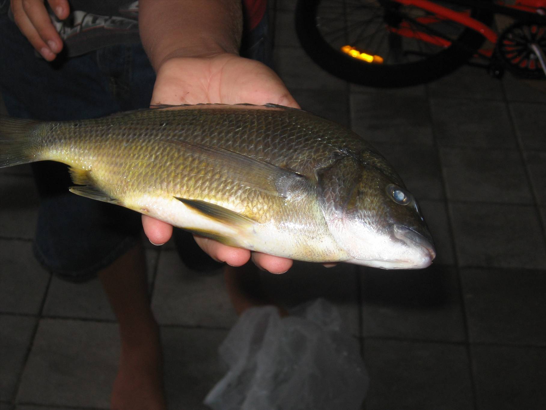a 28cm black bream caught at the flood gates in Bunbury