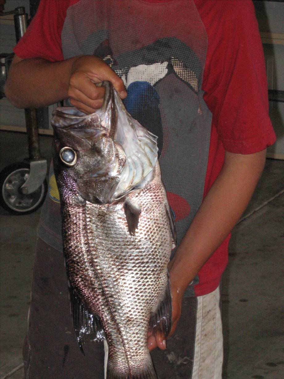3.5kg dhufish caught 20 miles out, Bunbury