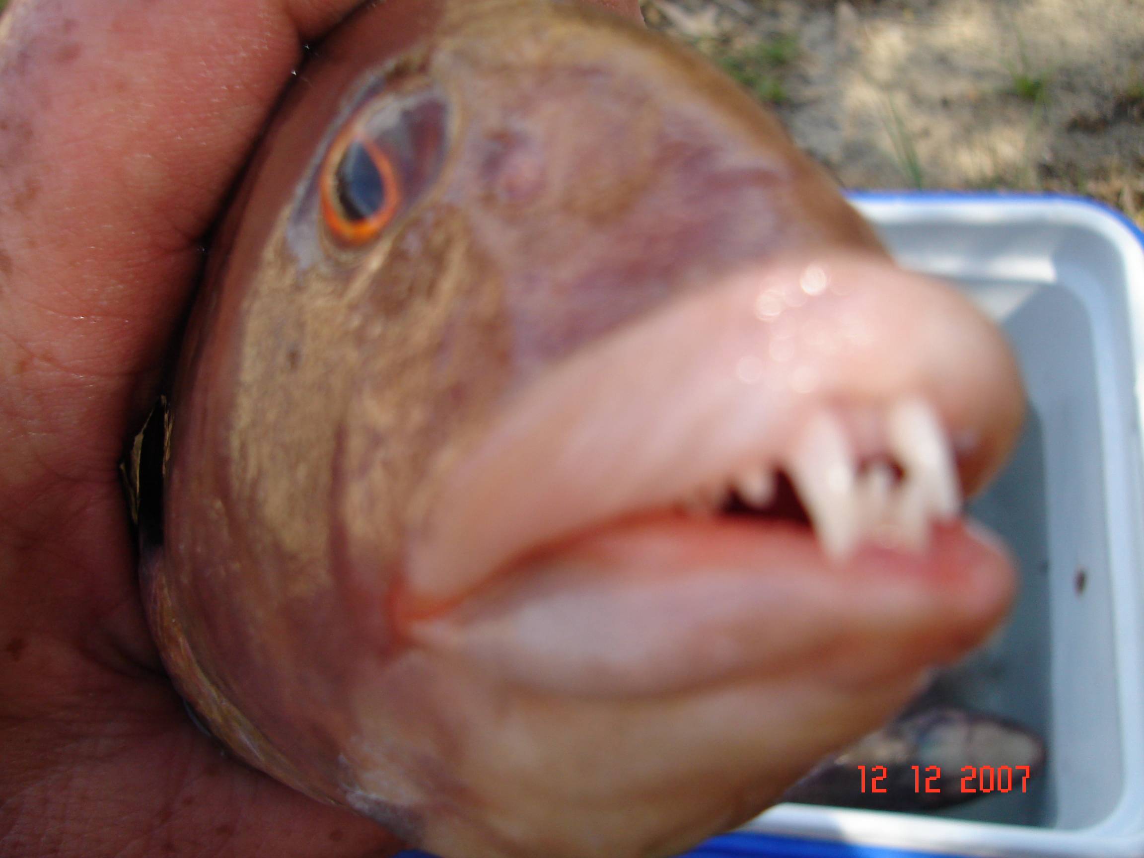 Thanks to Darren, I managed to bag 4(cods) and 1 skippy. He caught 1 for the day. Sorry Darren.