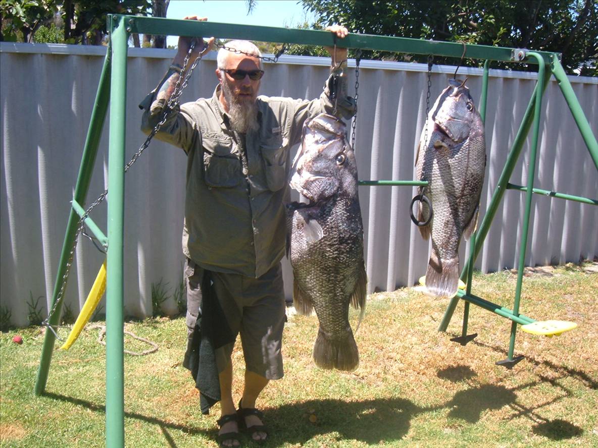 20kg Jewie caught by JD off Bunbury boat record for Jewie
