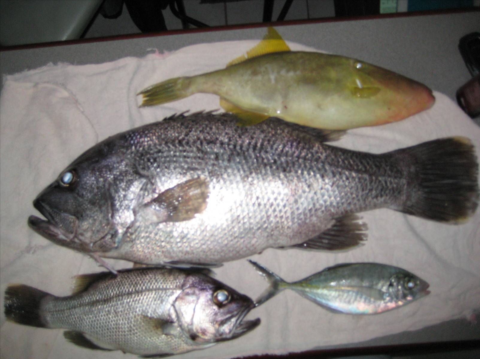 catch of the day 13k dhue wa