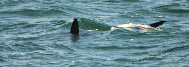 Pack of hammerheads in Lake Macquarie