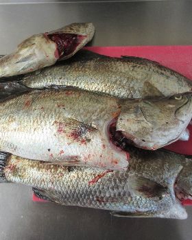 Fish It!