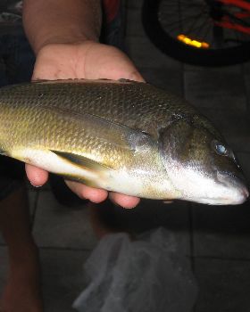 a 28cm black bream caught at the flood gates in Bunbury