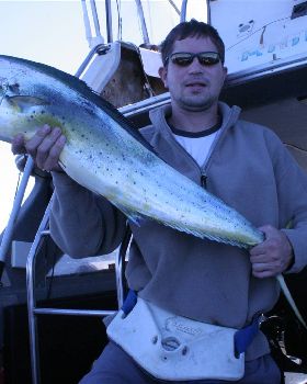 dolphin fish good tucker