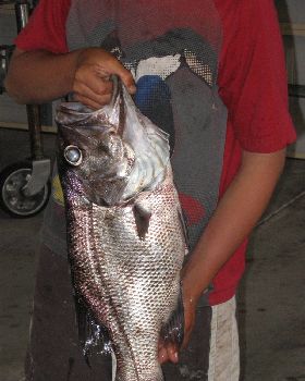 3.5kg dhufish caught 20 miles out, Bunbury