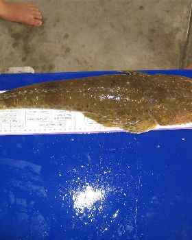 57cm flathead (bluespott)