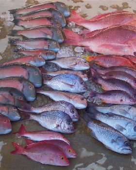 Half Days Fishing on Reel Teeze