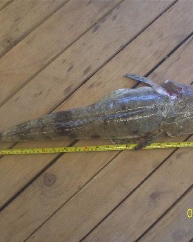 66cm Flathead