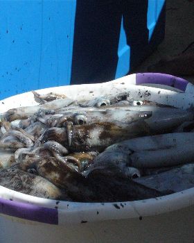 Big Day of Squid Hunting