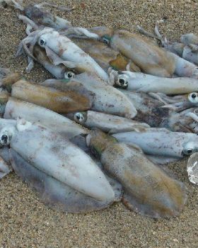 Peel Island Squid