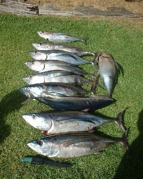 SB Tuna & Albecore galore!!!