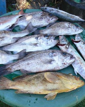 A good days catch