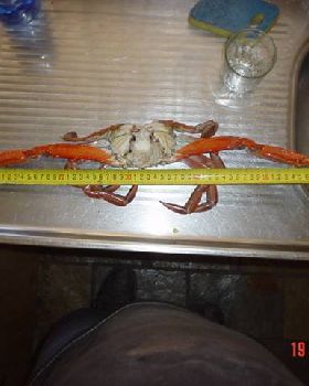 mandurah crabs 