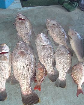 some nice fish caught on this day 