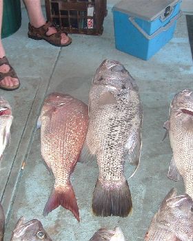 some nice fish caught on this day 