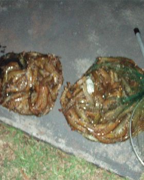 A slightly smaller typical catch