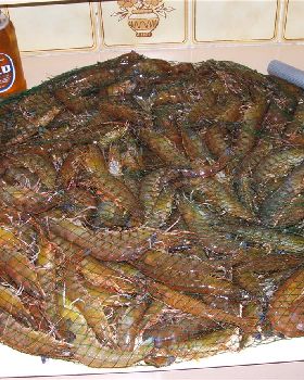 5.4 kg of old swany prawns