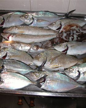 Mixed Bag