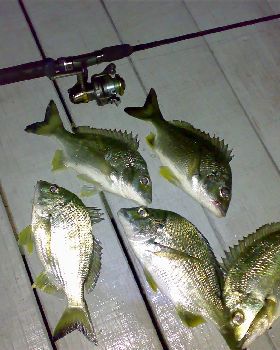gold coast bream