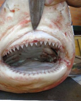 PINE RIVER BULL SHARK